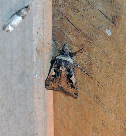 Xestia c-nigrum Noctuidae